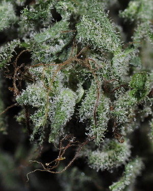 Afghanica | Marijuana Strain Library | PotGuide.com